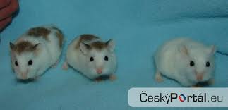 imagesCAPVKBI4