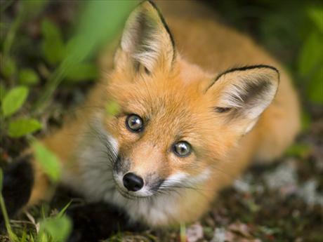 fox