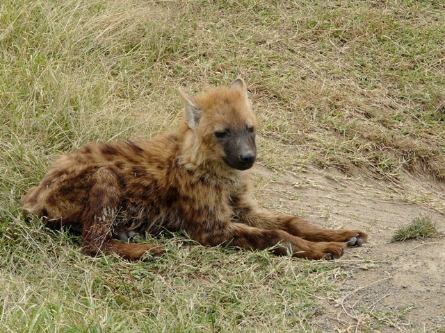 HYENA%~1