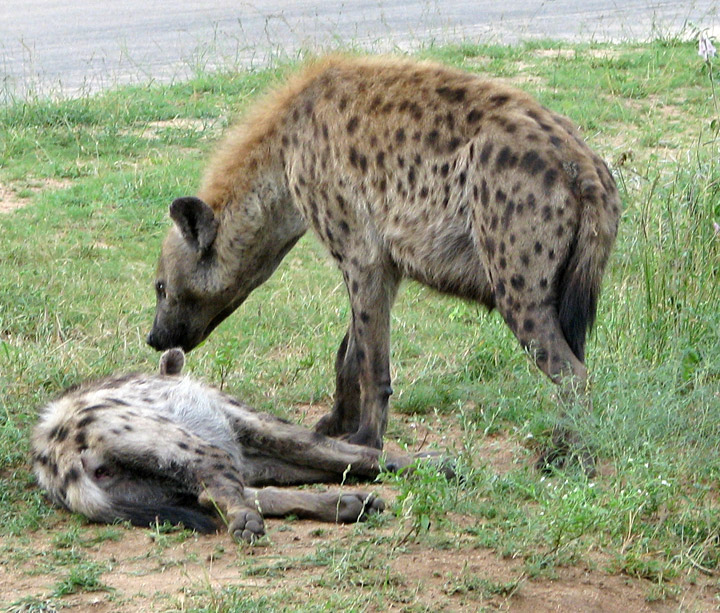 hyena_and_baby-8304