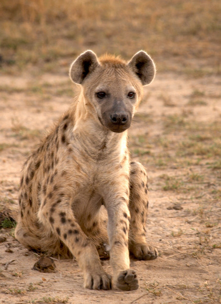 hyena-8302