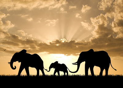 Elephants-elephants-28788661-400-285