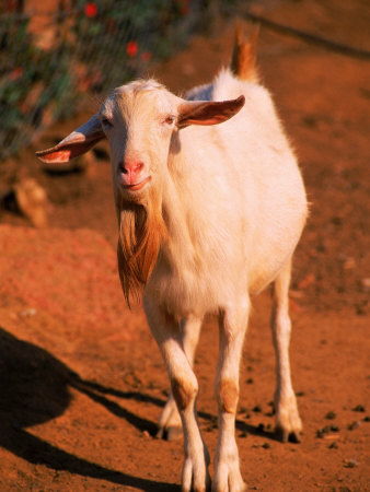 machado-silvestre-white-goat