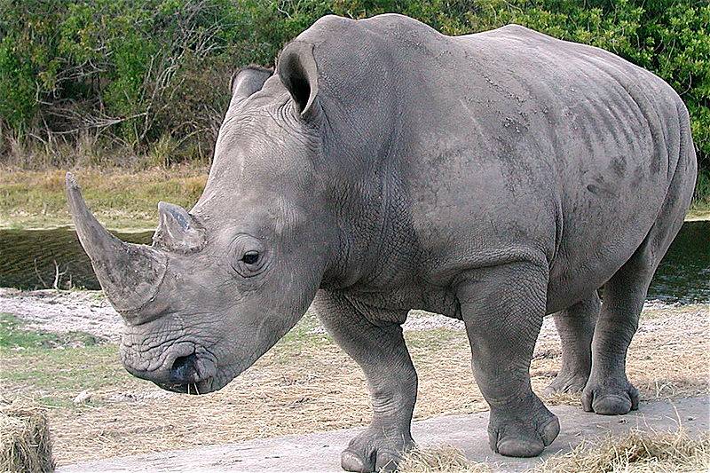 white_rhino