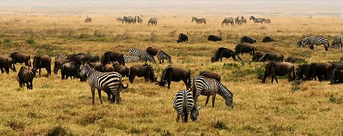 500px-NgoroNgoro_Crater,_Tanzania,_Africa